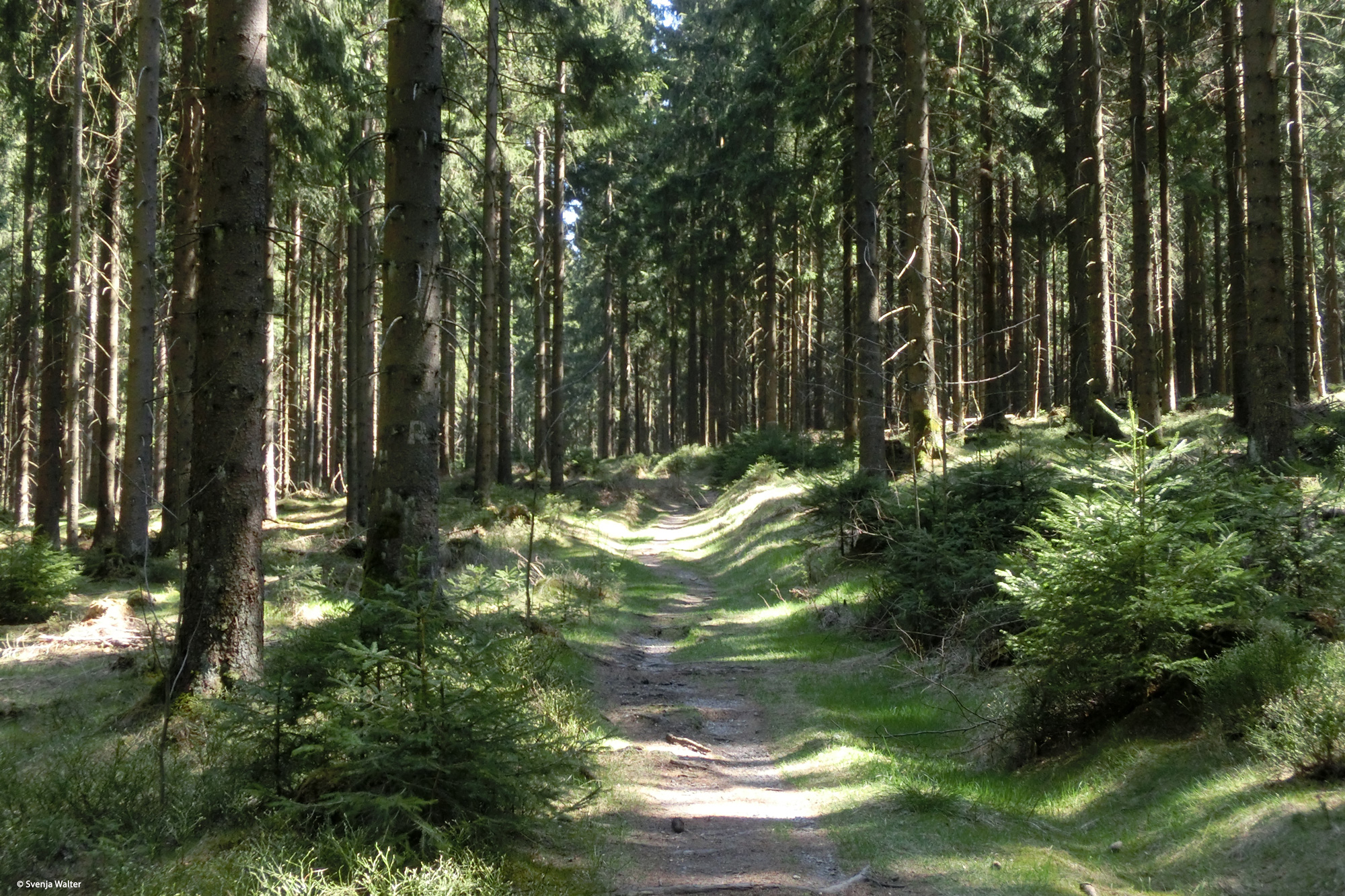 Der schöne Nadelwald am Rennsteig © Svenja Walter