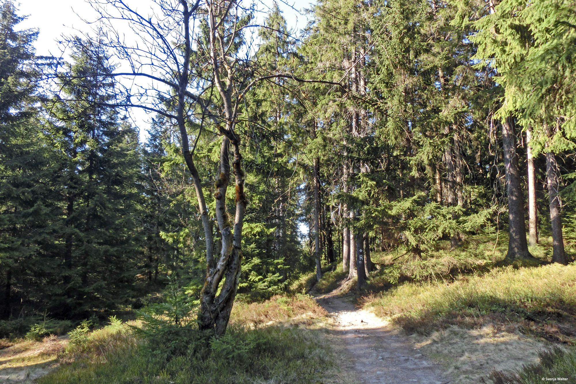 Auf dem Rennsteig zwischen Masserberg und der Schwarzaquelle © Svenja Walter