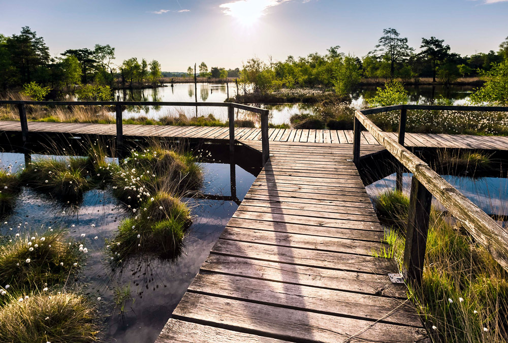 Der Rundweg durch das Pietzmoor Alle Fotos © Lüneburger Heide GmbH