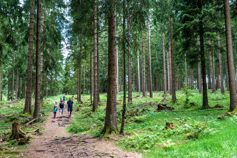 Im Wald bei Bad Laasphe © Michael Bahr, TVSW