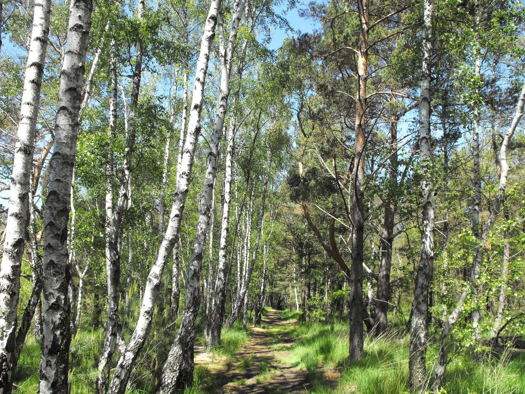 Küstenwald und Hochmoor © Alle Fotos: Stadt Ribnitz-Damgarten