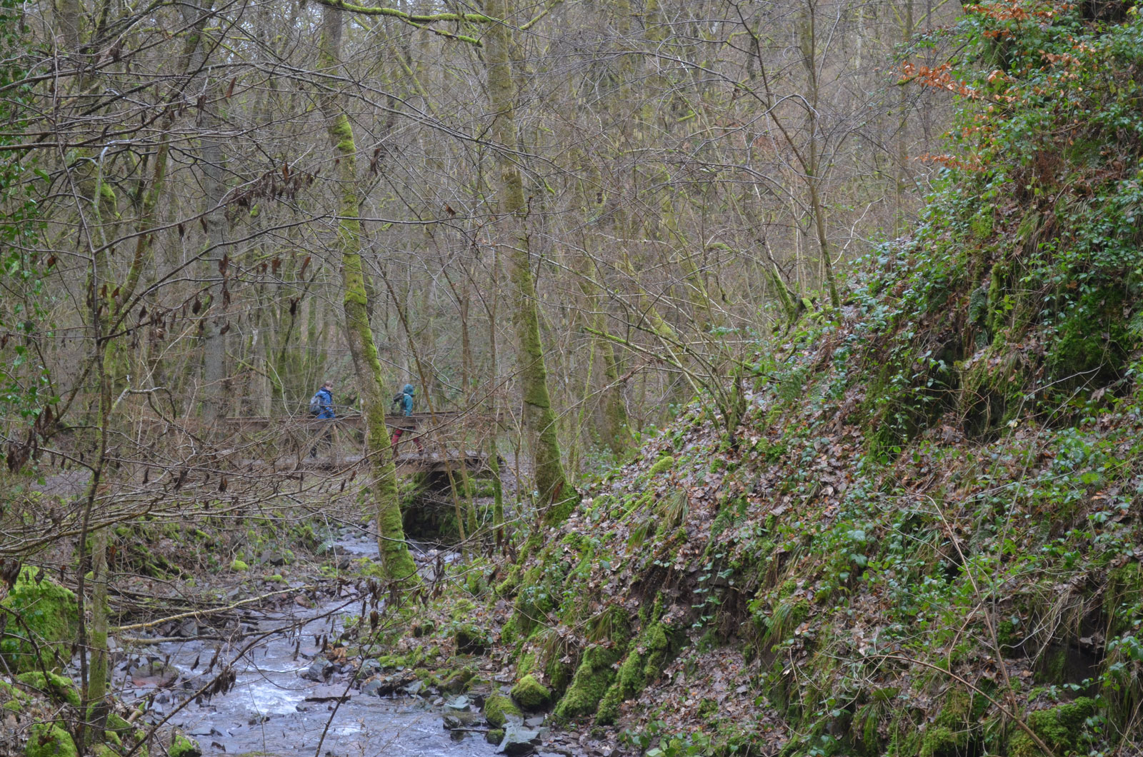 Im Steinbachtal wartet ein schmaler Pfad mit Brücken über den Bach sowie viel Moos, Farne und Flechten neben dem gluckernden Wasser.