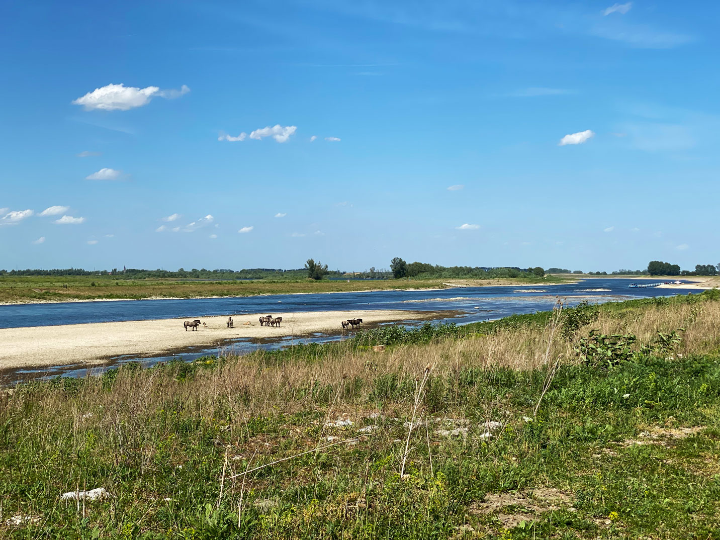 Konik-Pferde auf einer Sandbank in der Maas