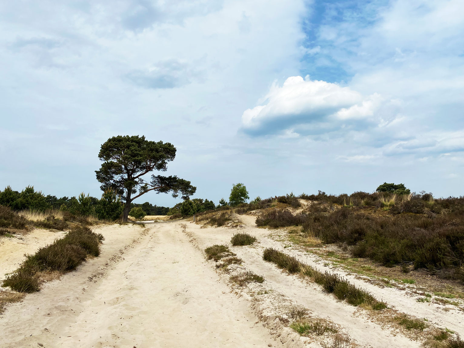 Zwischen Dünen in der Kalmthoutse Heide