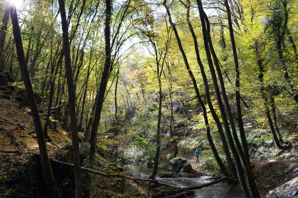 Ein Sonnenstrahl flutet die tief eingeschnittene Ehrbachklamm. © Merlin Kiesel