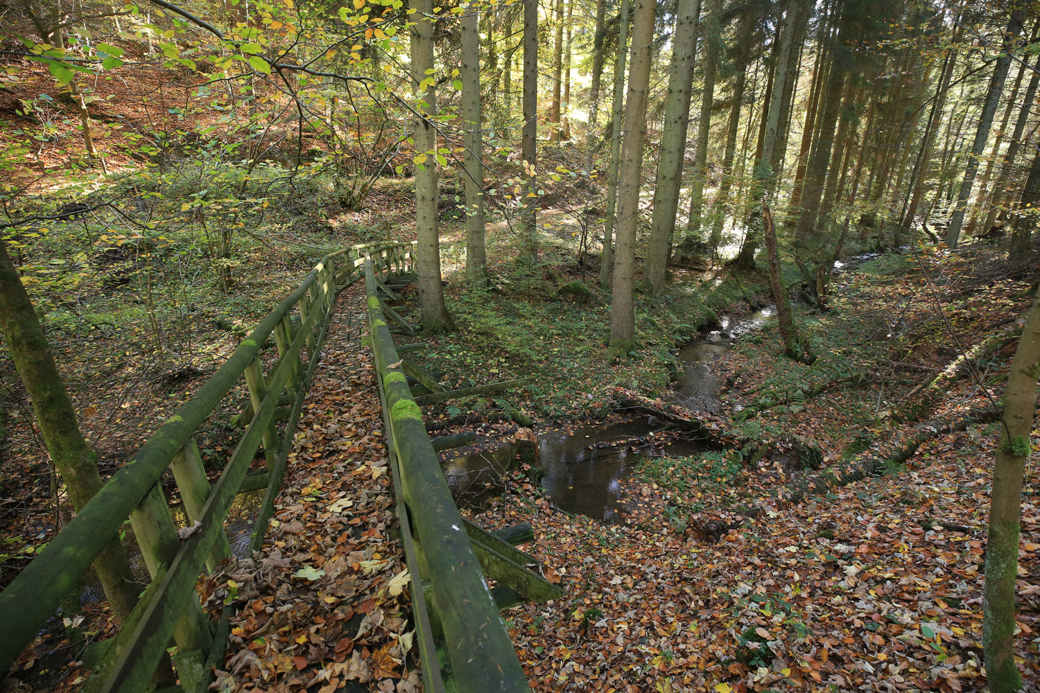 Mystische Stimmung in einem namenlosen Hunsrücktal © Michael Sänger