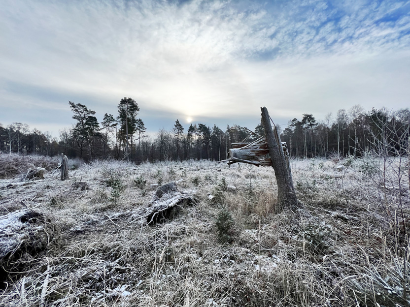 Bizarr verfrorene Waldlichtung © Jarle Sänger