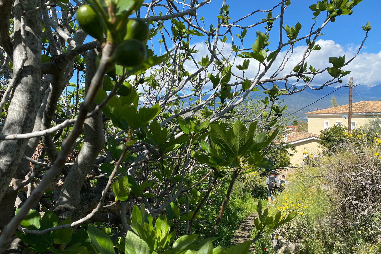 Feigenbäume säumen oftmals den Pfad am dritten Tag, wie hier am Rande des Dorfes Chrisso auf dem Weg nach Itea.