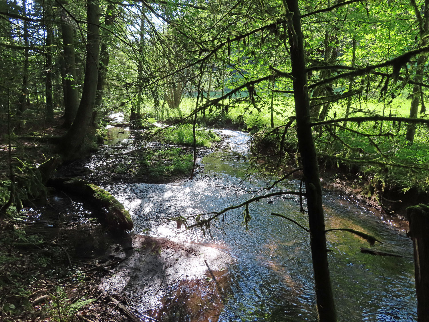 Die Teinach © Thomas Müller