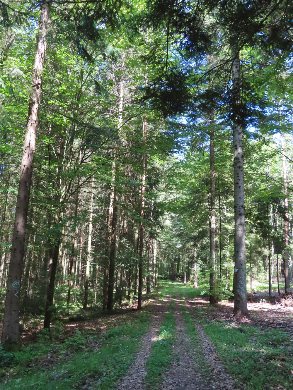 Idyllischer Waldweg © Thomas Müller