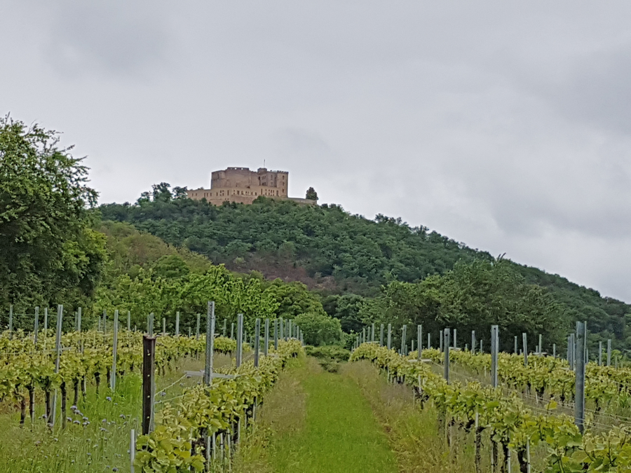 Blick auf das Hambacher Schloss © Gudrun Doß