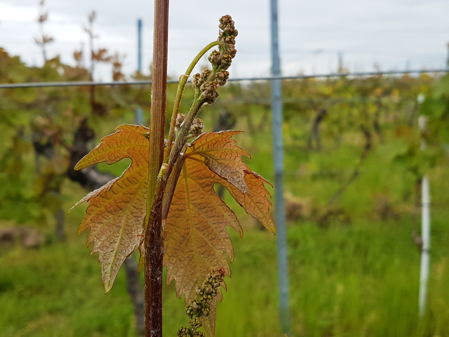 Was mal ein leckerer Wein werden will © Gudrun Doß
