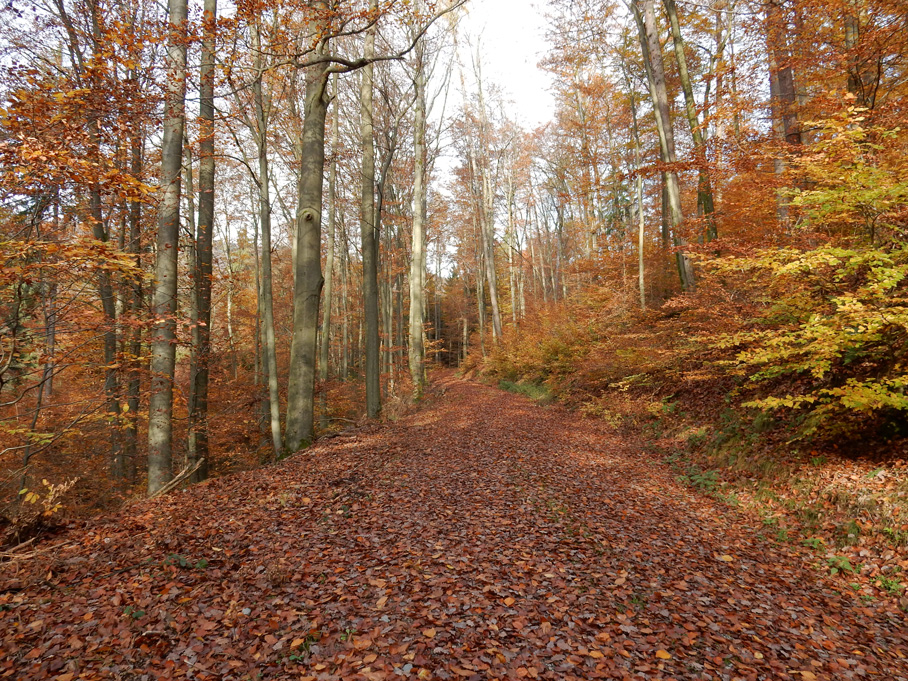 Novemberstimmung im Spessart