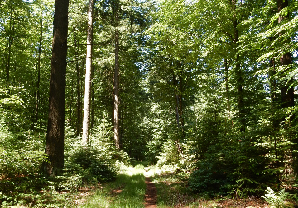 Auf den oft mit Gras bewachsenen Pfadendurch den Wald