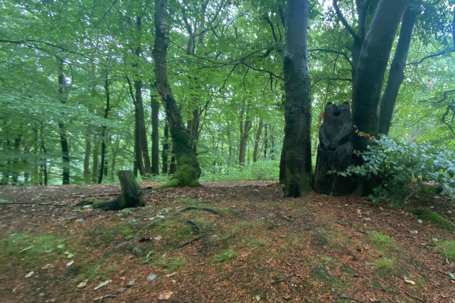 Ein Bär versteckt sich auf dem Kehlenberg