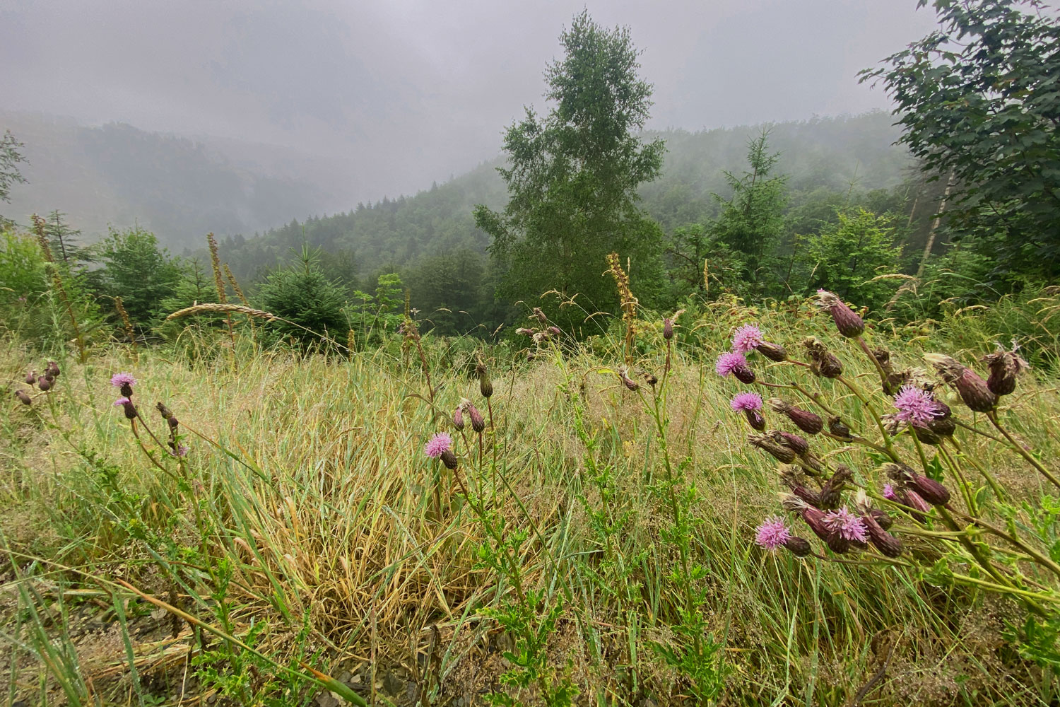 Zahlreiche Wildblumen wachsen am Weg