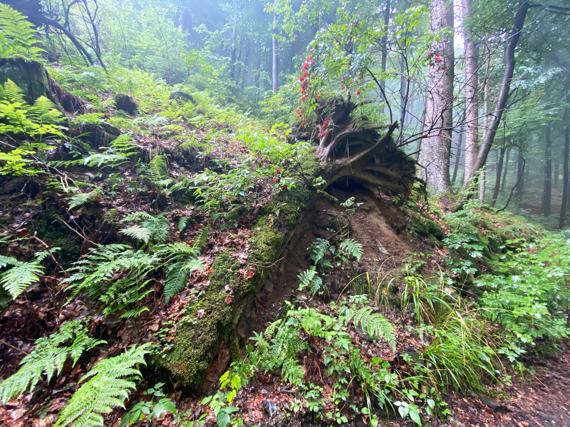 Ein besonderer Baum am Wegesrand. Um den toten Stamm wächst eine neue Pflanze © alle Fotos: Marieke Wist