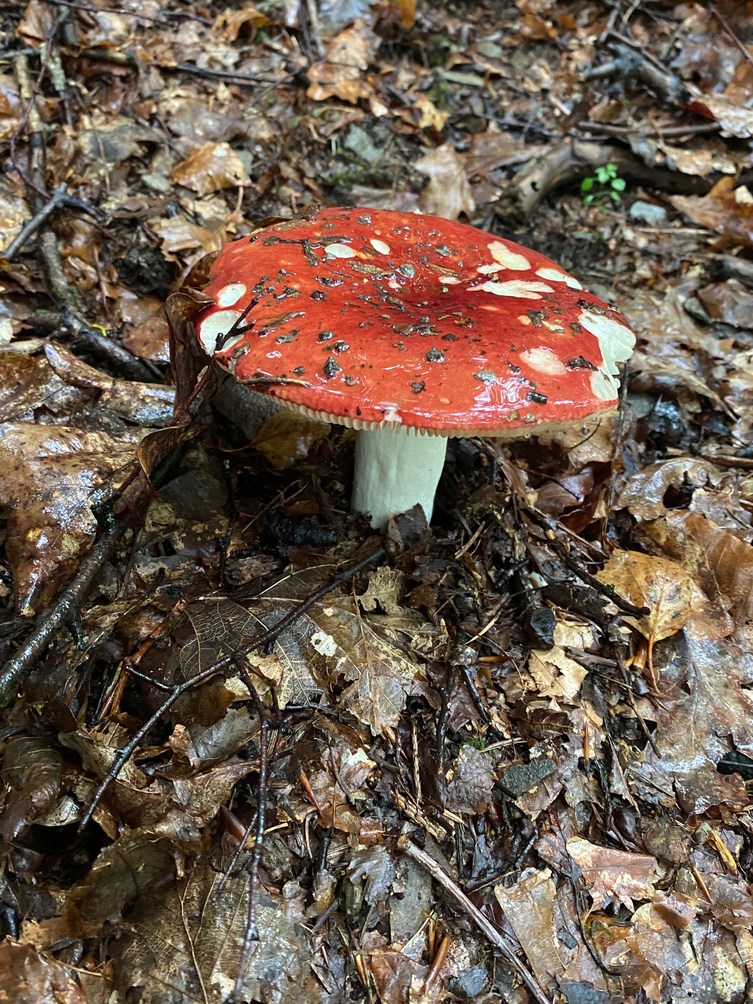 Ein Fliegenpilz auf dem Weg glänzt bei Regen besonders schön