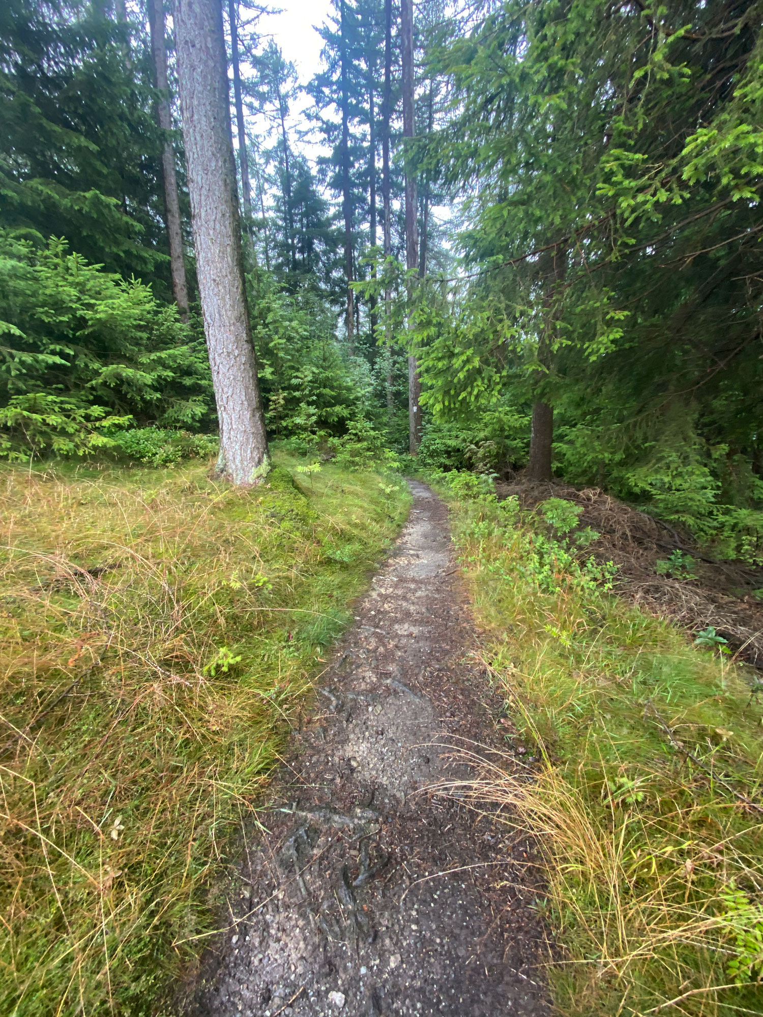 Über naturnahe Pfade in den Wald