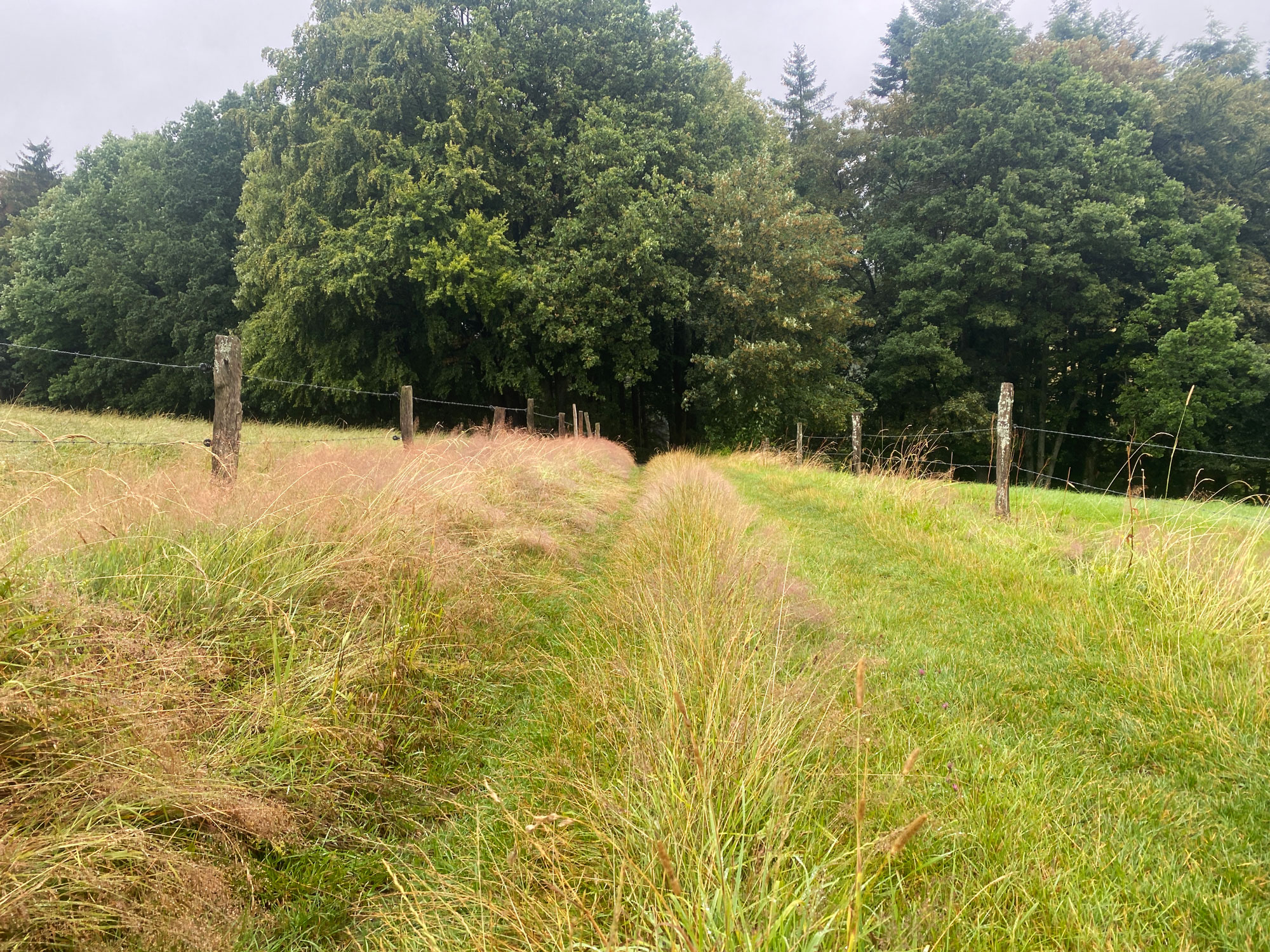 Nach den Feldern geht es wieder in den Wald 