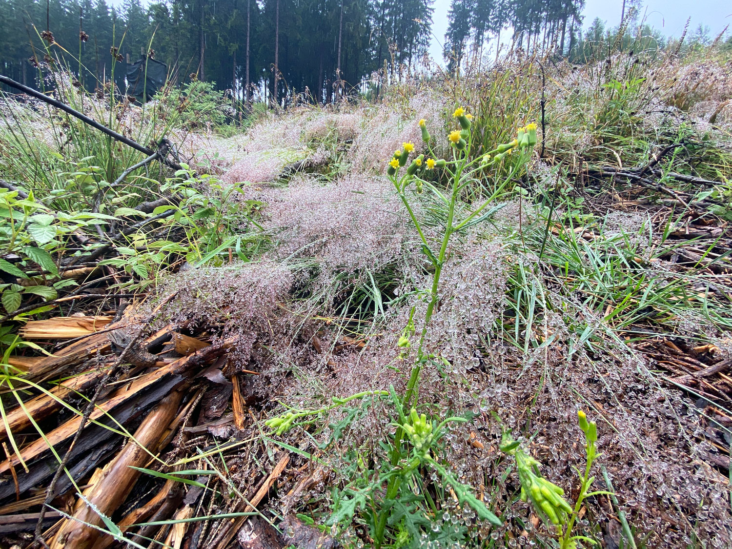 Artenreiche Wildblumen am Wegesrand