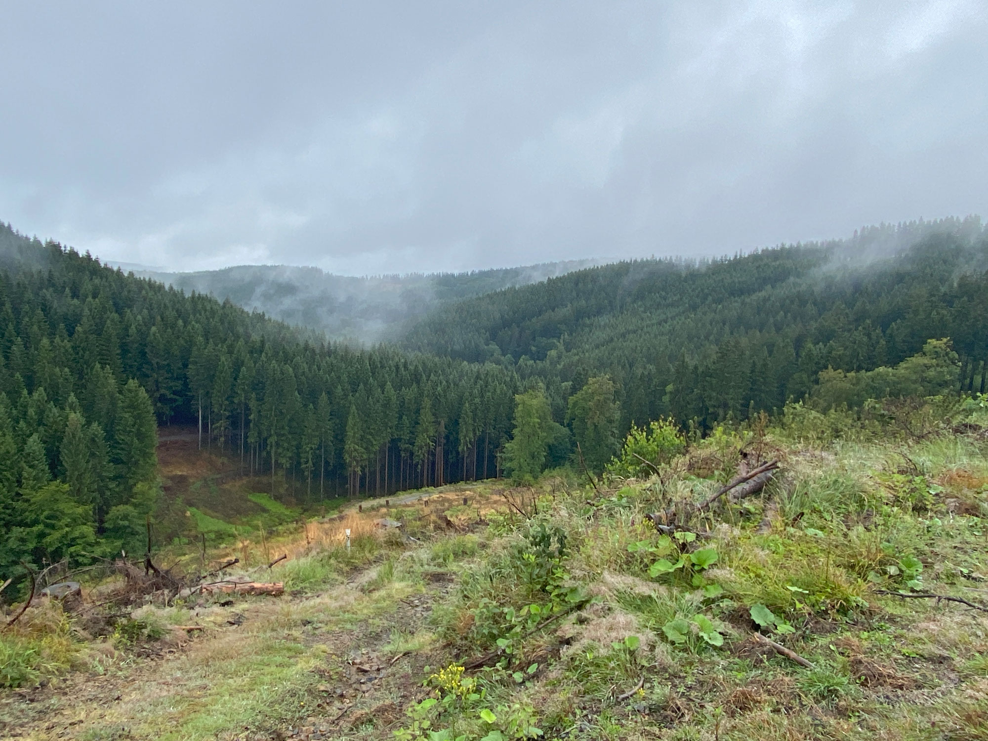 Weite Aussichten vom Rothaarkamm