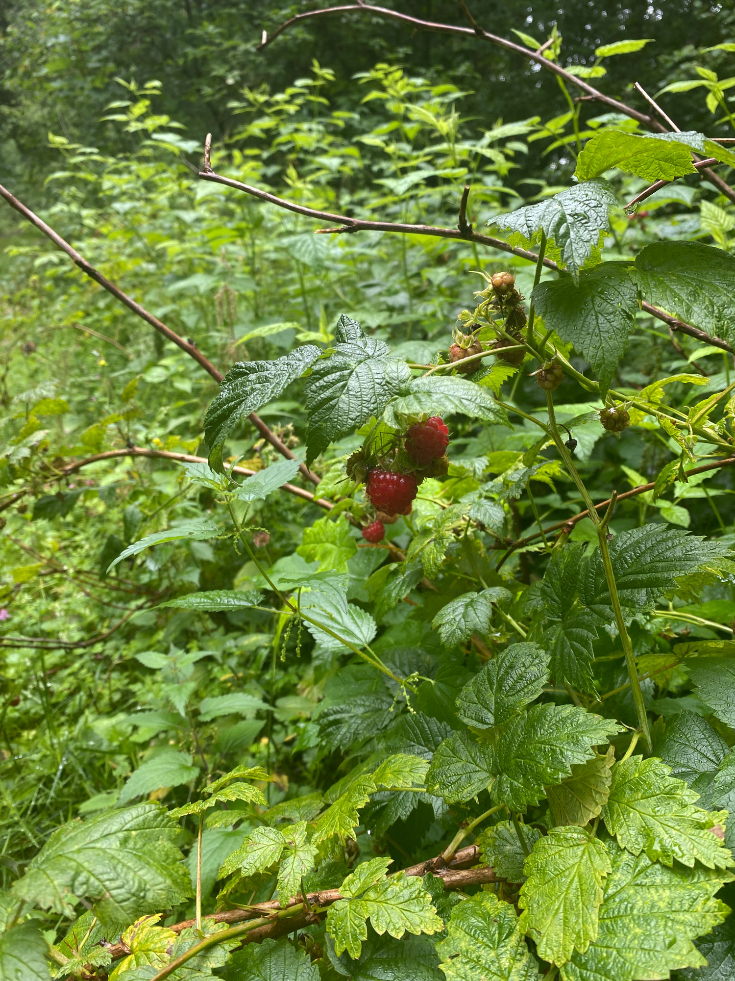 Leckere Himbeeren am Wegesrand