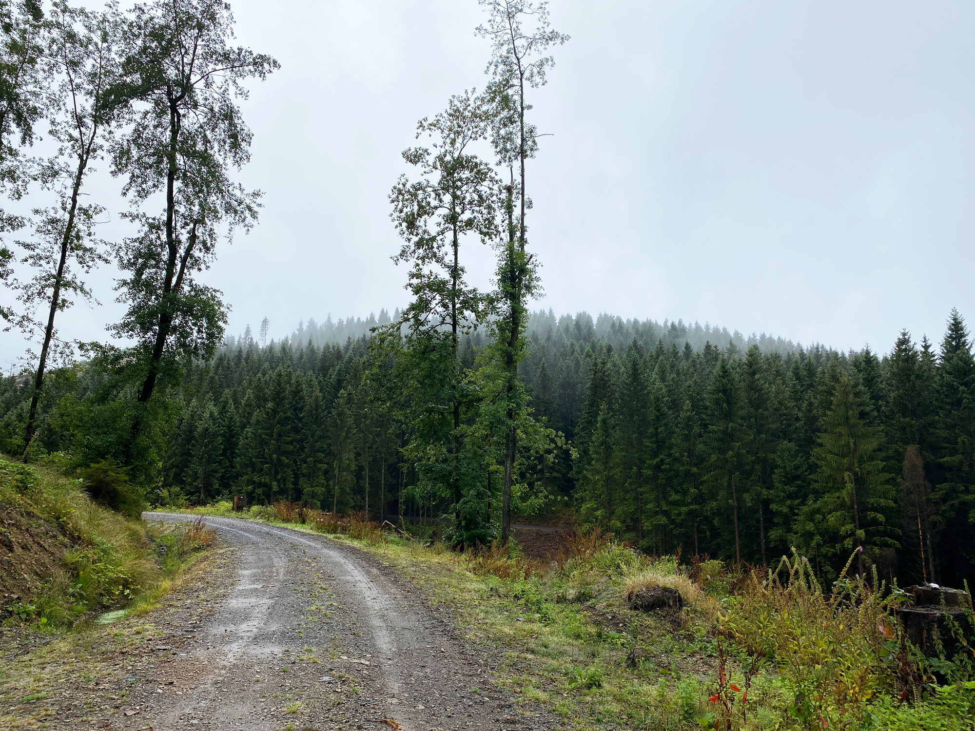 Nebelverhangene Wälder