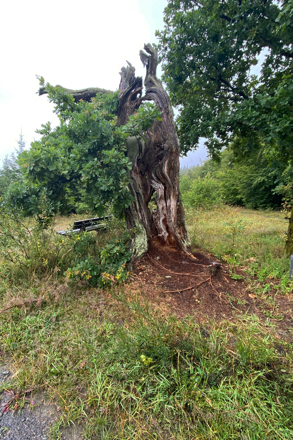 Ein besonders geformter Baum am Wegesrand