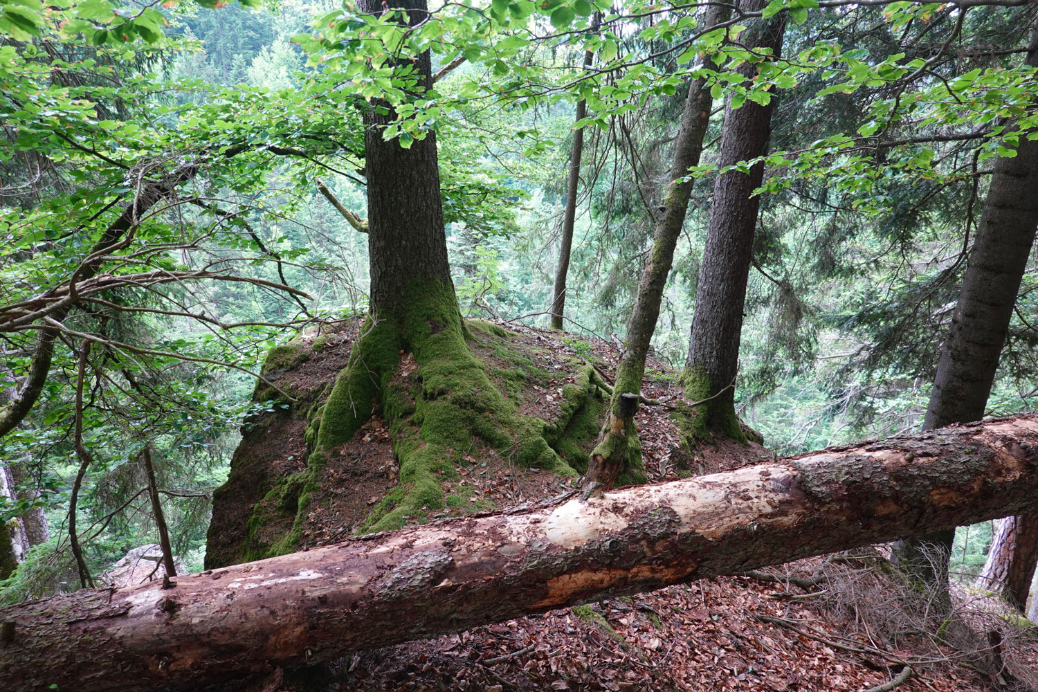 Felsvorsprung über dem Tal der Großen Ohe © Manfred Probst