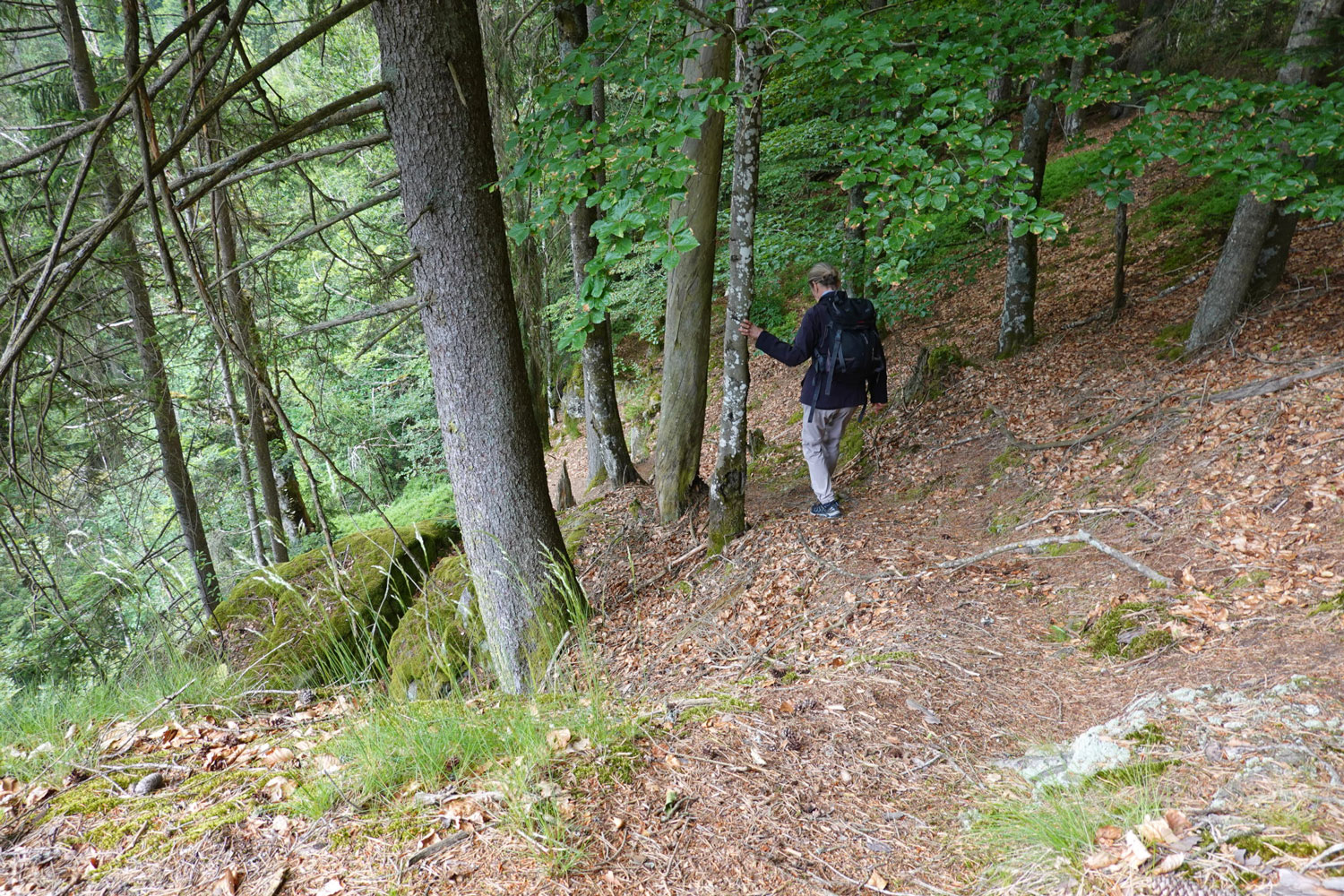 Buchen, Fichten und Tannen stützen den steilen Hang © Manfred Probst