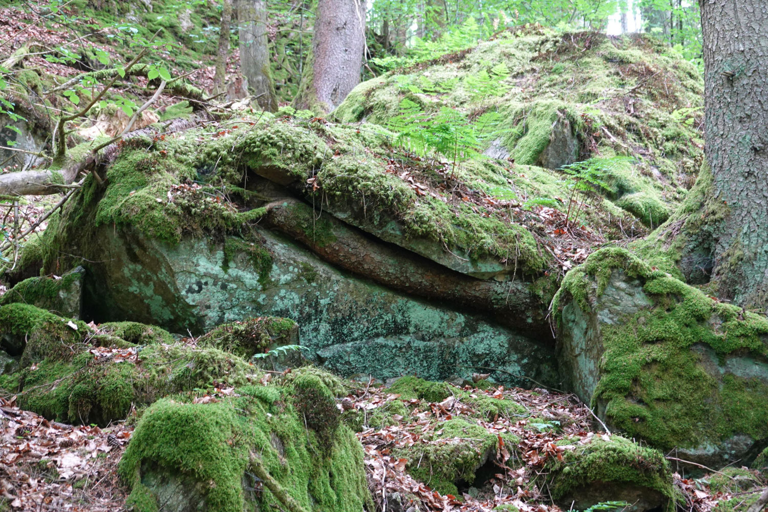 Eindrucksvoll: Felsen vom Baum gespalten © Manfred Probst