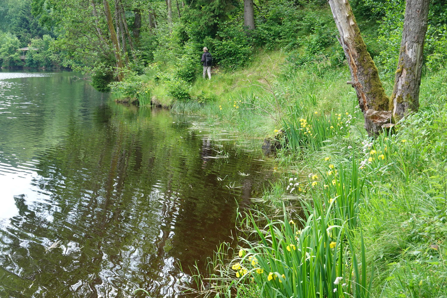 Am Ufer des Stausee Hartmannsreit © Manfred Probst