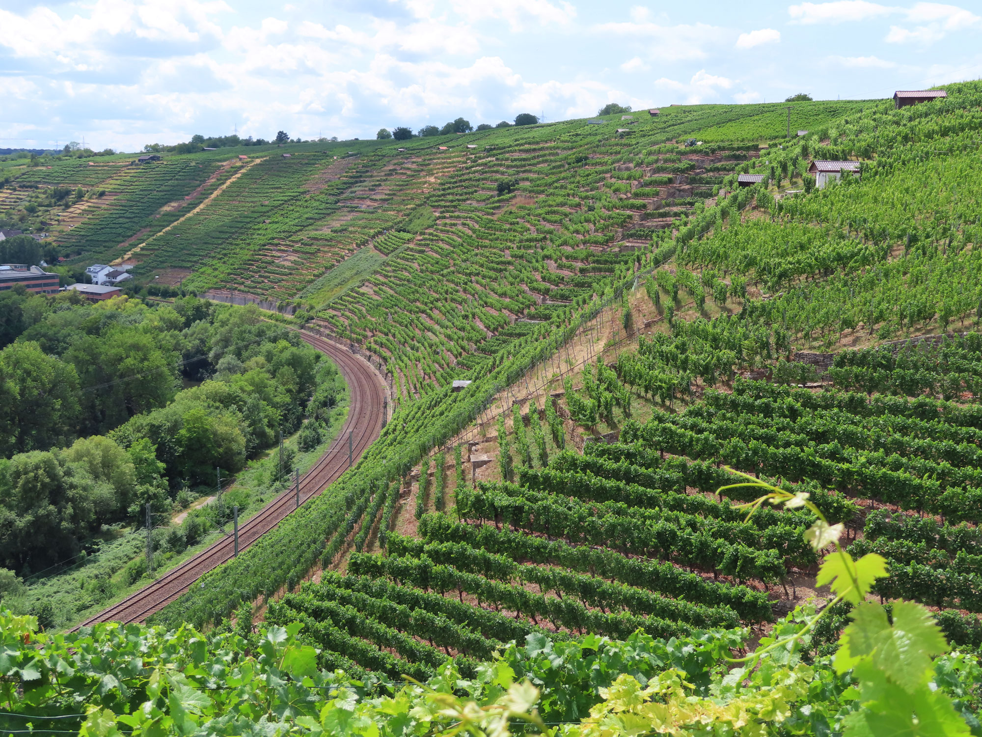 Weinberge bei Besigheim