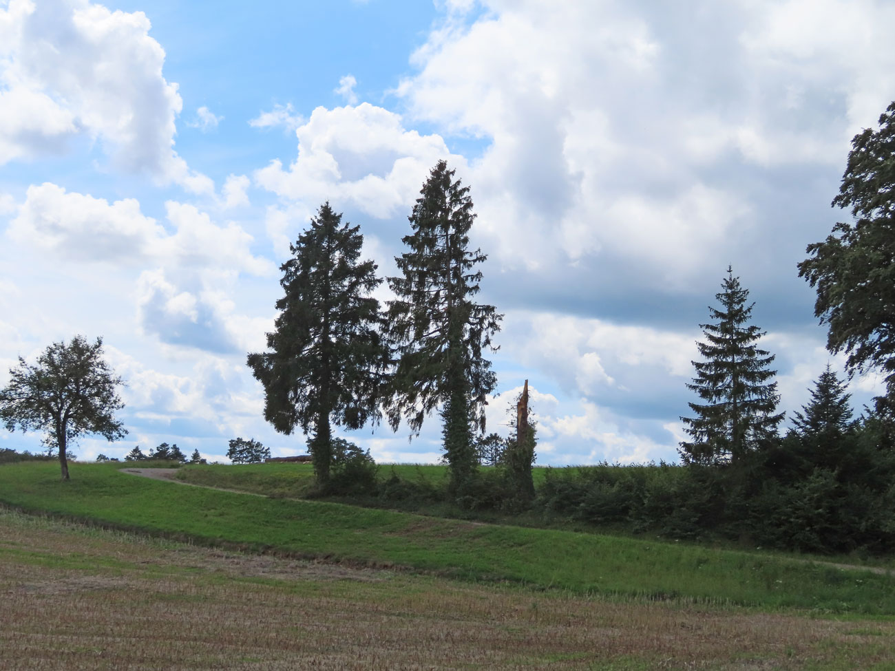 Baum-Idylle
