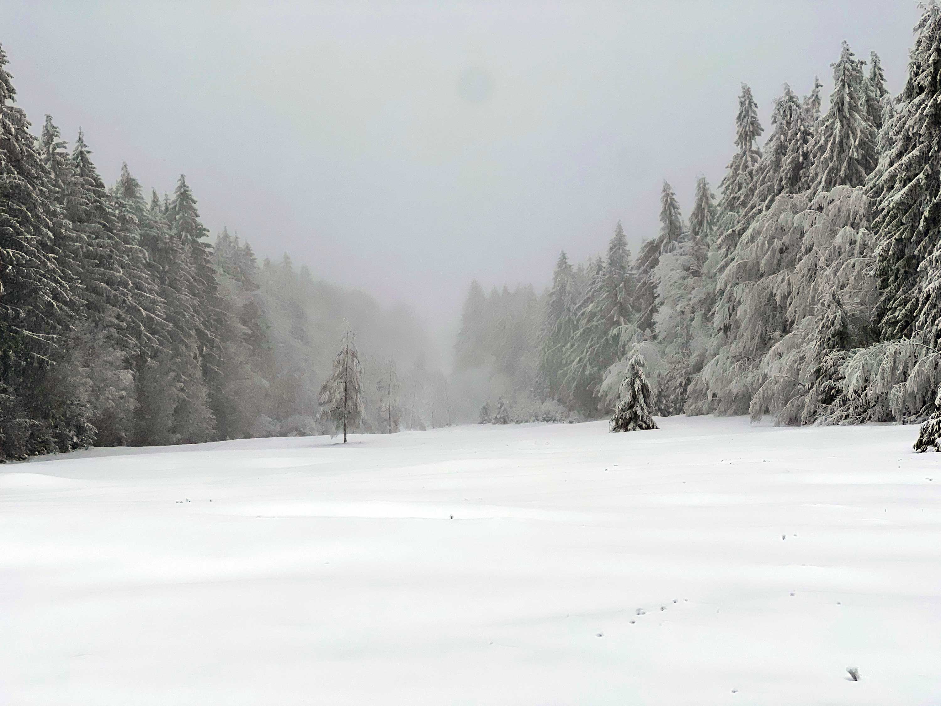 Aussichtspunkt nahe des Böhmerwaldturms - wo sonst ein kilometerweiter Blick begeistert, überkommt einen Melancholie © Jarle Sänger