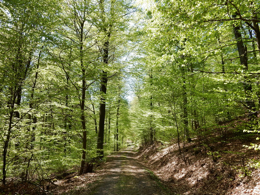 Auf dem Weg von Annelsbachnach Hummetroth