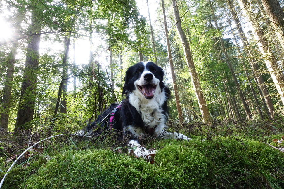 Whisper in der Eifel  Alle Fotos: © Sylvia Massenkeil
