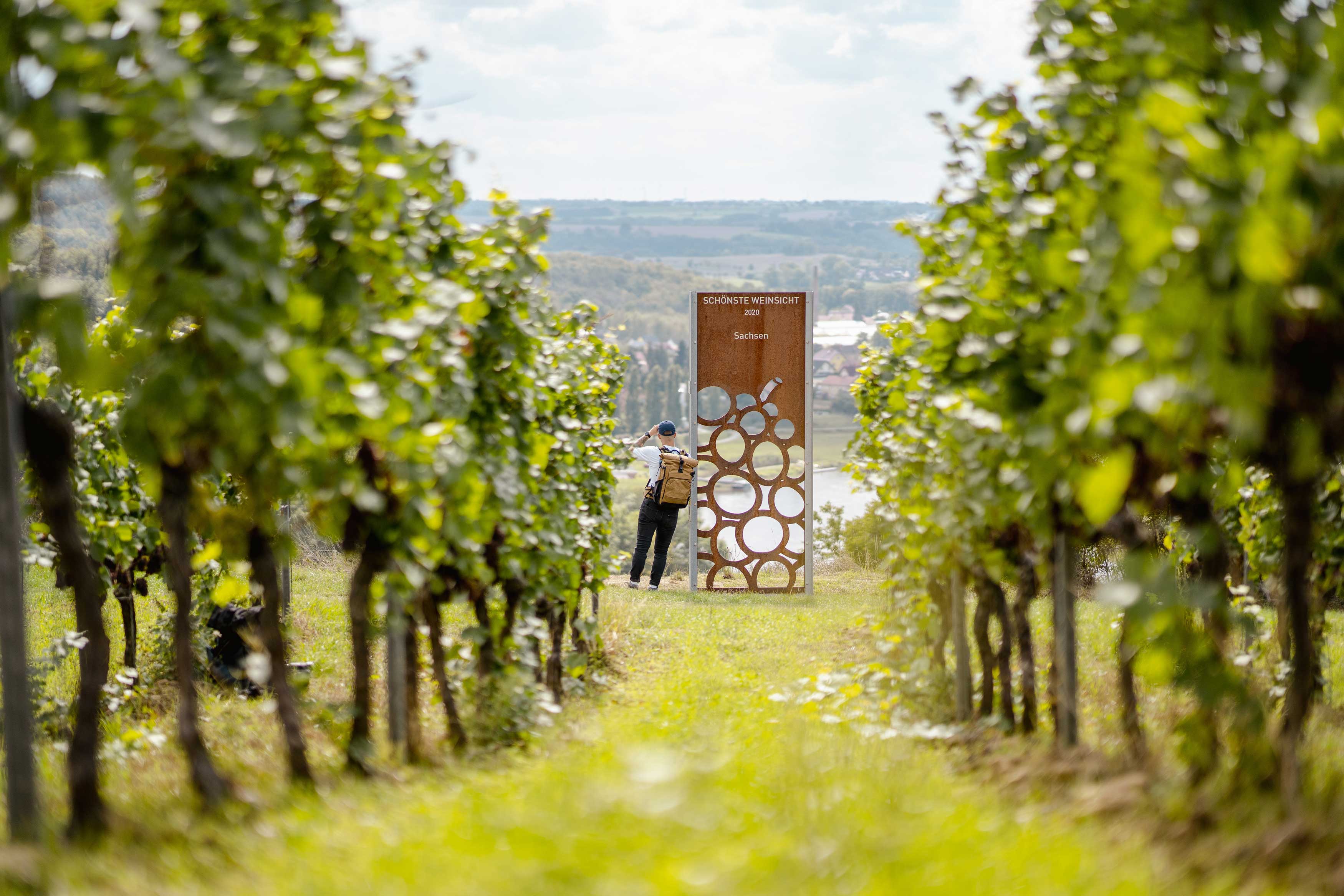 Weinbergsblick auf der Seußlitzer Weinsichttour © Sebastian Weingart