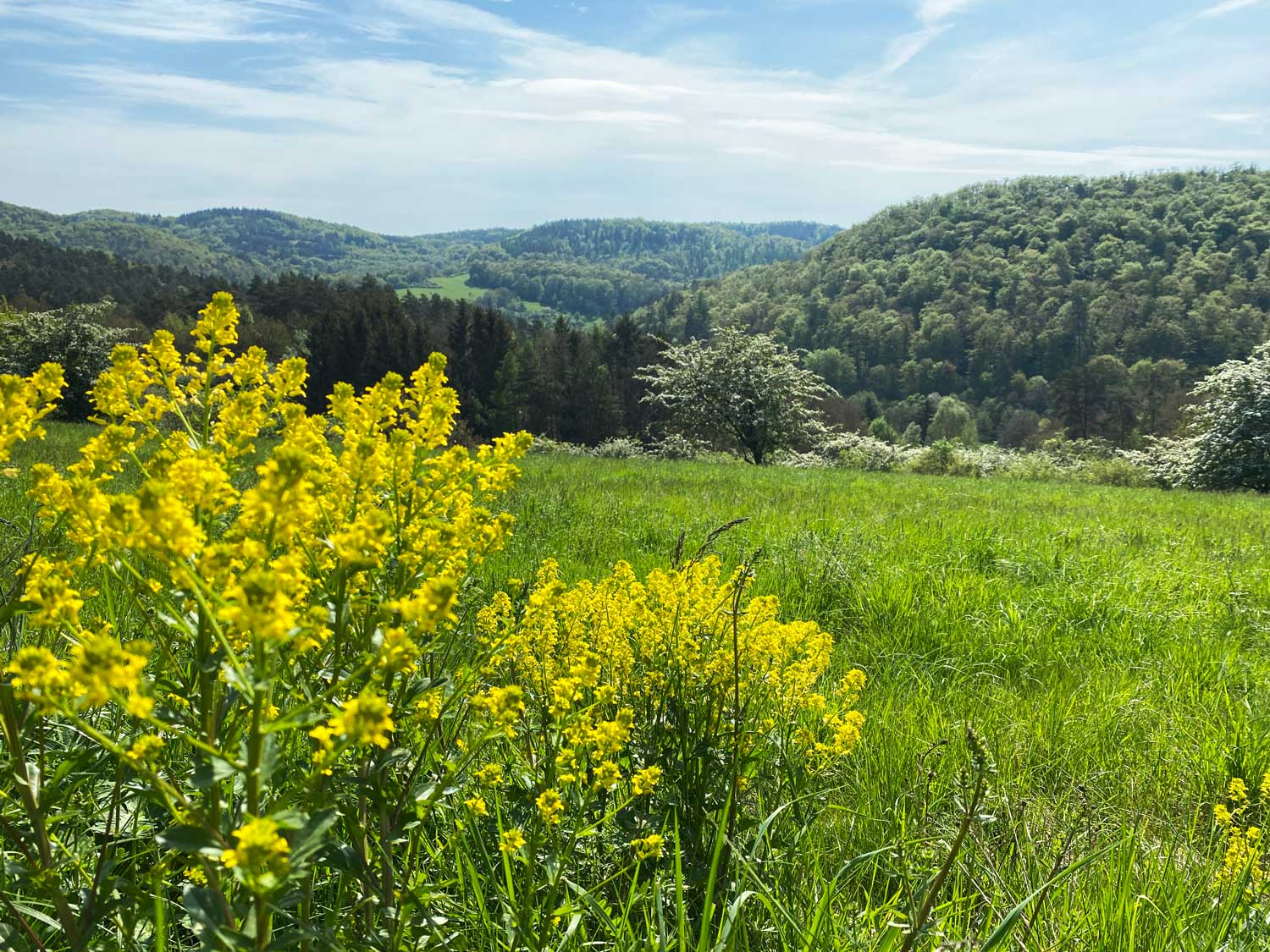 Weite Ausblicke auf dem WesterwaldSteig, alle Fotos © Marieke Wist 