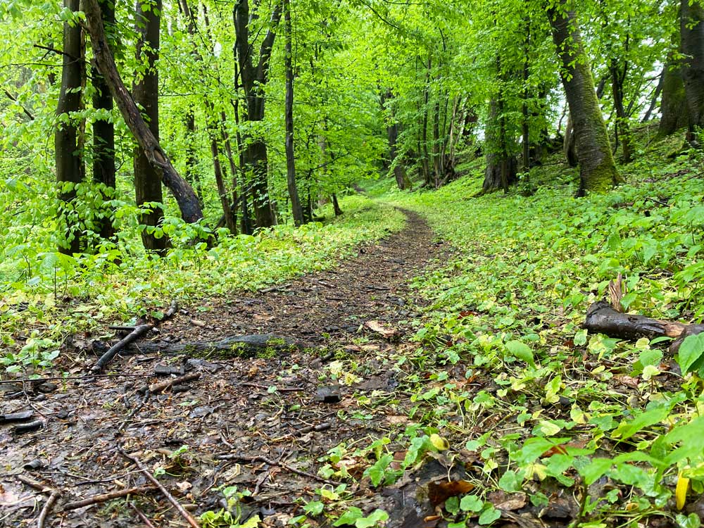 Über schmale Pfade in den Wald hinein, alle Fotos ©  Marieke Wist 