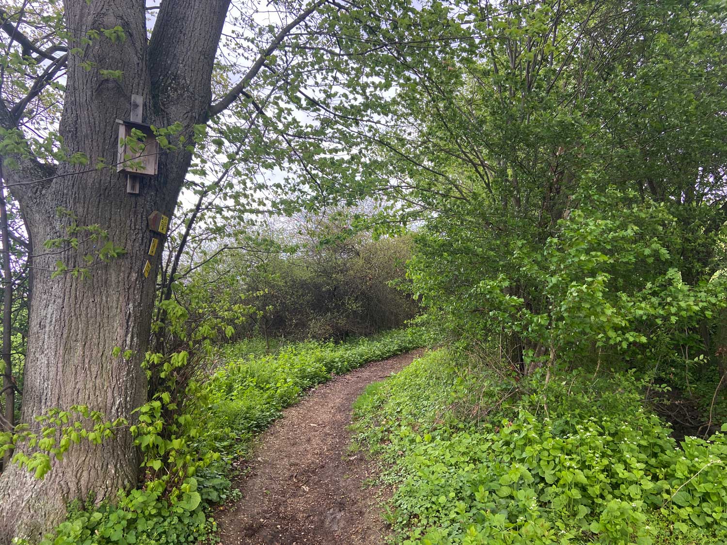 Pfade durch den Wald