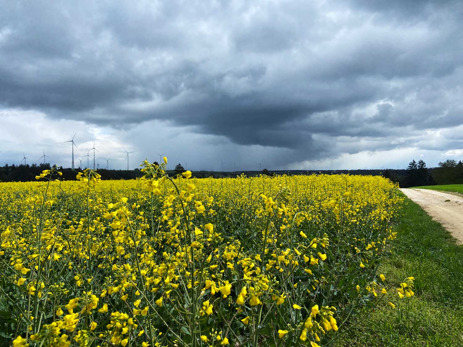 Regenstimmung am Rapsfeld