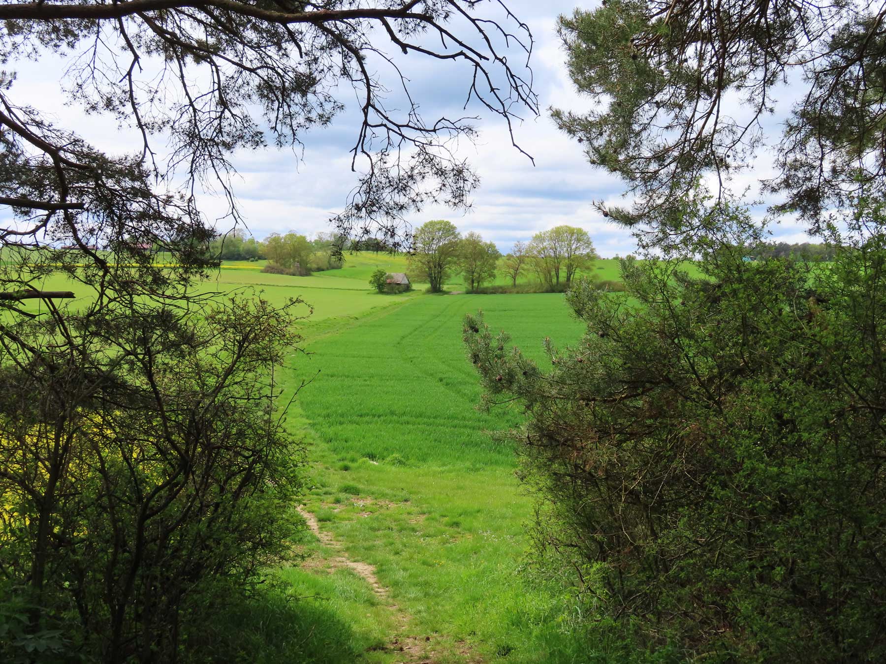 Beruhigender Blick vom Waldrand auf die umliegenden Felder 