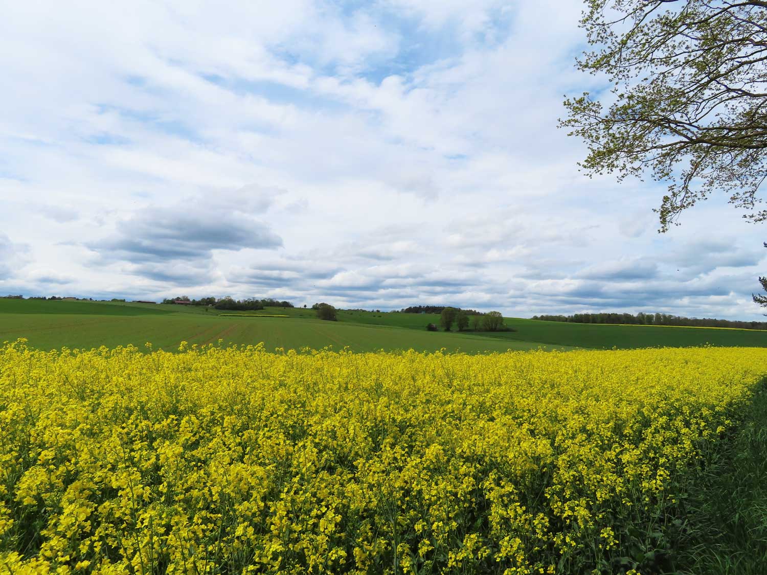 Rapsfelder