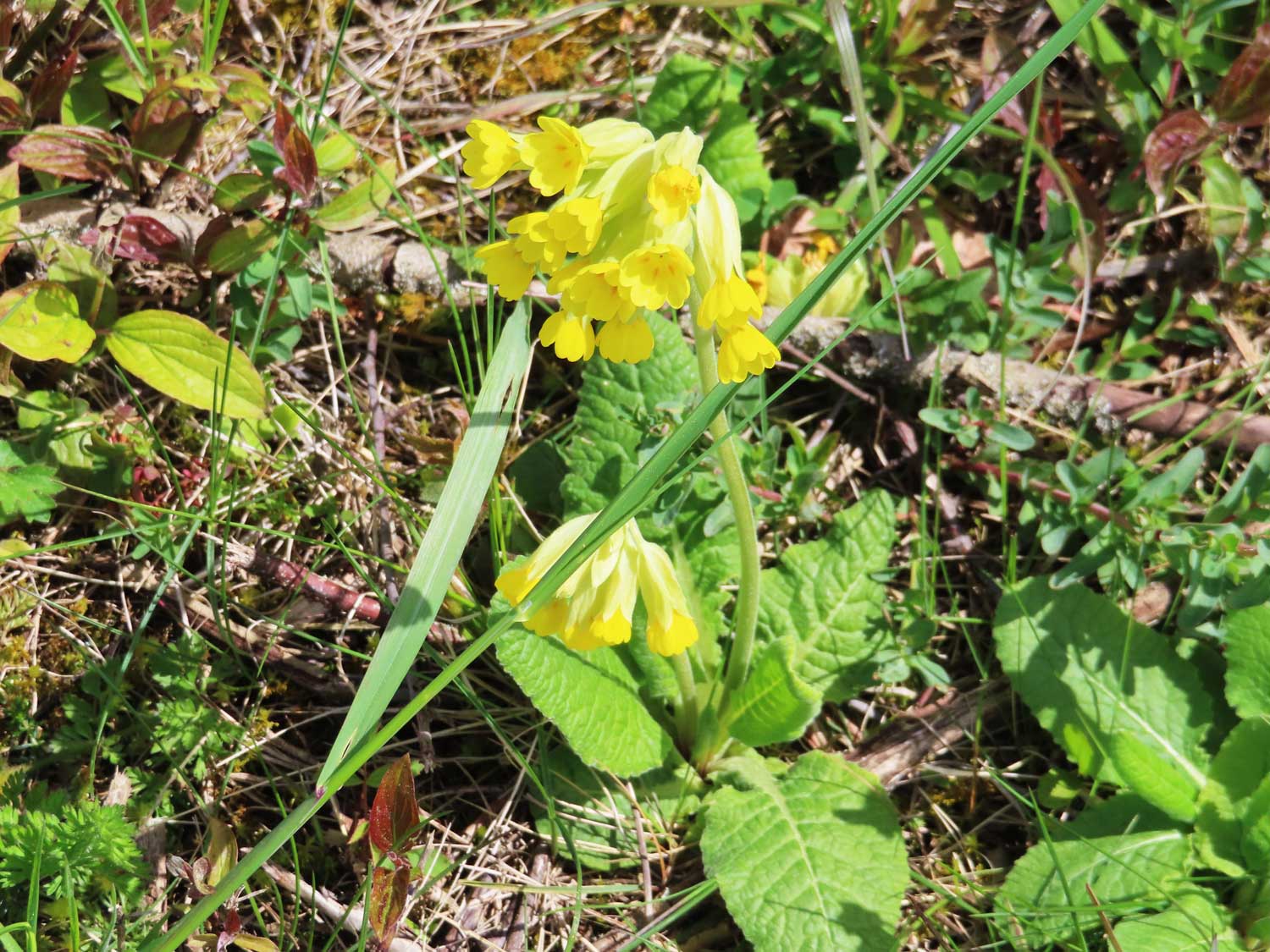 Schlüsselblume 