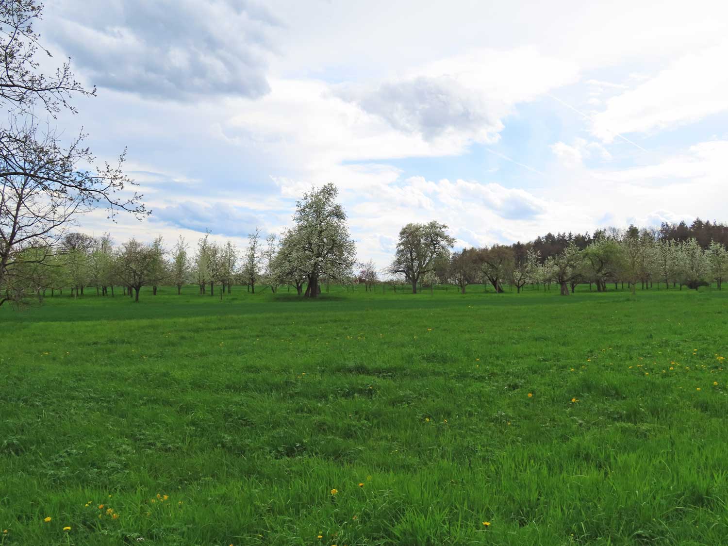 Blick auf die Streuobstwiesen 