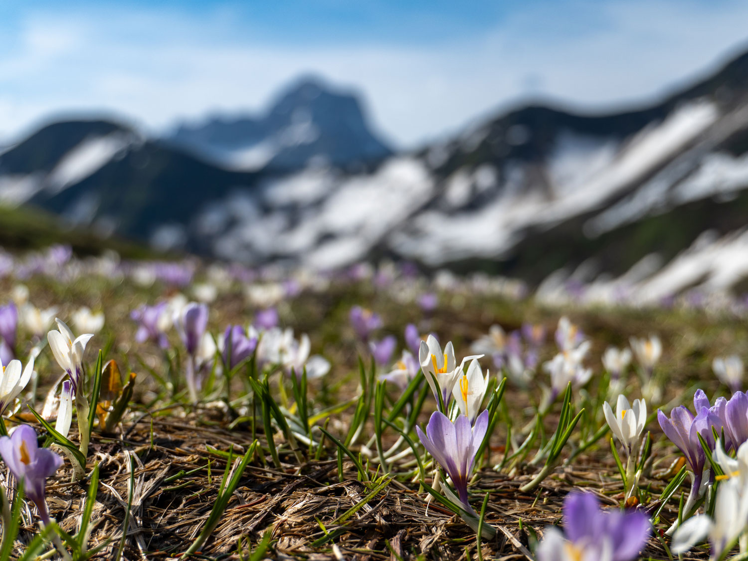 Frühling am Hählekopf.