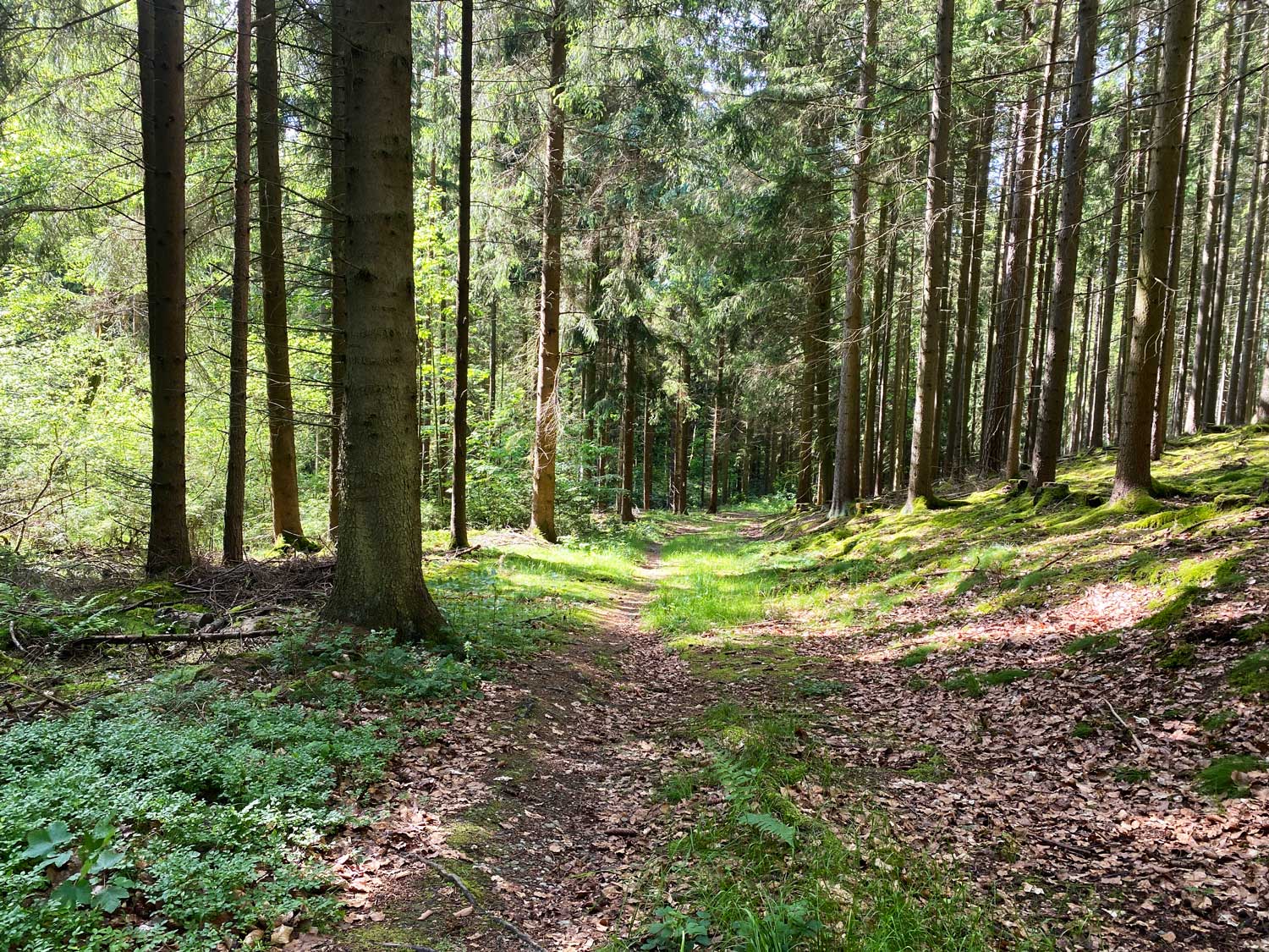 Wandern auf schattigen Waldwegen