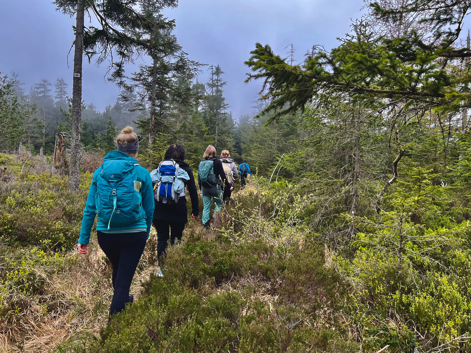 Wanderung in den Wäldern um Enzklösterle.